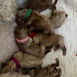 Echo - Apricot male Goldendoodle puppy in Lake Charles, Louisiana from Perfect Fit Poodles & Doodles