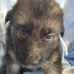Light Blue Boy - Black and silver male Shiloh Shepherd puppy in Dover, Florida from Heritage Shilohs