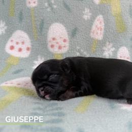 Giuseppe - Black and tan male Shih Tzu puppy in Alice, Texas from Altas Palmas Shih Tzu