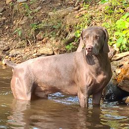 Atlyz - Weimaraner