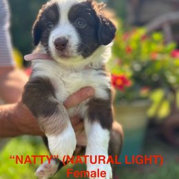 Miniature Australian Shepherd Puppies from SWLA MINI AUSSIES