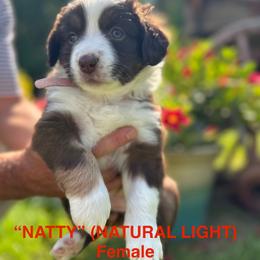 Miniature Australian Shepherd Puppies from SWLA MINI AUSSIES