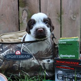 English Springer Spaniel Puppies from White Pine Springer Spaniels