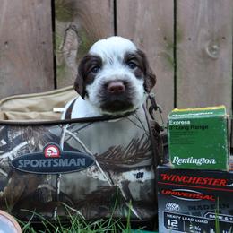 English Springer Spaniel Puppies from White Pine Springer Spaniels