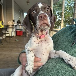 Pink Collar Girl - Liver and white female Pointer puppy in Youngsville, North Carolina from Dogma Pointers & Bulldogs