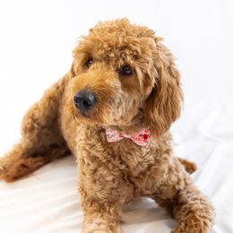 Goldendoodle Puppies from Goldendoodlezfl