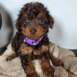 Hazelnut (Hazel) - Red phantom female Aussiedoodle puppy in Haleyville, Alabama from The Cuddly Dood Ranch