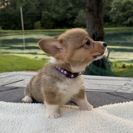 Girl Purple Collar - Red female Pembroke Welsh Corgi puppy in Boonville, Indiana from M&J Country Kennels