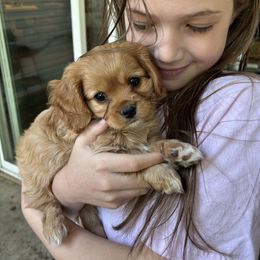 Peanut butter - Apricot male Cavachon puppy in Greeley, Colorado from Cute, Colorado Cavachons