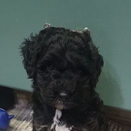 Little Foot - Black white and tan male Cockapoo puppy in Ellensburg, Washington from Dawn to Dusk Cockapoos