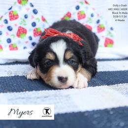 Myers- BTM1 - Black tri male Toy Australian Shepherd puppy in Nacogdoches, Texas from TK Standard, Mini, & Toy Aussies