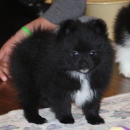 Jazzy - Black female Pomeranian puppy in Danielsville, Georgia from PassionatePomPoms