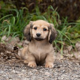 Boy 4 - male Dachshund puppy in Crystal, Michigan from Mare-bella Dachshunds