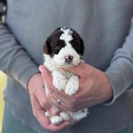 Girl 1 - Brown female Lagotto Romagnolo puppy in Sugar Valley, Georgia from Pinnacle Farm and Kennel