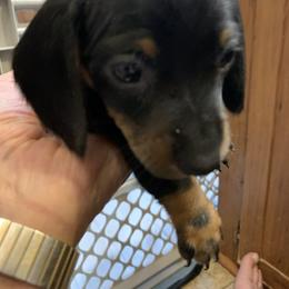 MURPHY - Black and tan male Dachshund puppy in Elizabethtown, Kentucky from Teeny Tiny Puppy Tails