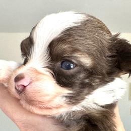 Gabriel - Chocolate male Havanese puppy in Arizona from HavaDoggie