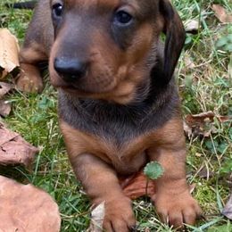 Dachshunds from Casperdachs