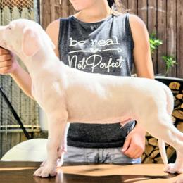 Boy 4 - White male Dogo Argentino puppy in Morgan Hill, Pennsylvania from De la Fuerza De Dios