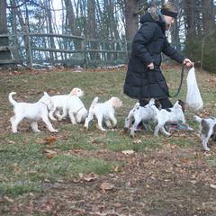 Spinone Italiano Puppies from Stella Del Nord Spinoni Italiani