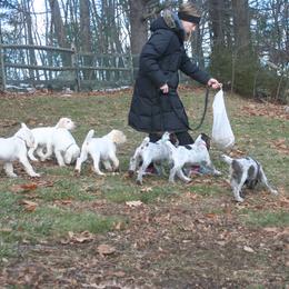 Spinone Italiano Puppies from Stella Del Nord Spinoni Italiani
