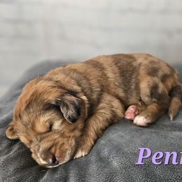 Penny - Merle-sable female Saint Berdoodle puppy in Battle Ground, Washington from Mad Hatter Farms Saint Berdoodles