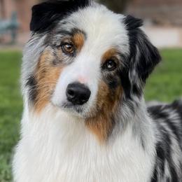 Sage - Australian Shepherd