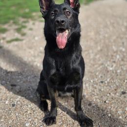 Omen - Sable female German Shepherd puppy in Omaha, Nebraska from Von Schwarzen Herz German Shepherds