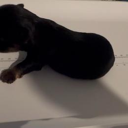 Tucker - Black and tan male Yorkshire Terrier puppy in Knoxville, Tennessee from Rainbow Bliss Yorkies