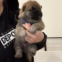 Shiba Inu Puppies from Tokubetsuna Shibas