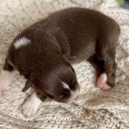 Sandy - Red tri-color female Australian Shepherd puppy in Oxford, Florida from SoCo Aussies