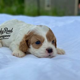 Angel - Blenheim female Cavapoo puppy in Nashville, Arkansas from Rocky Road Puppies