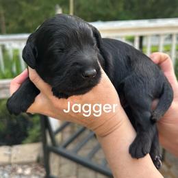 Jagger - Black male Goldendoodle puppy in Prosperity, Pennsylvania from Stelladoodles & Company