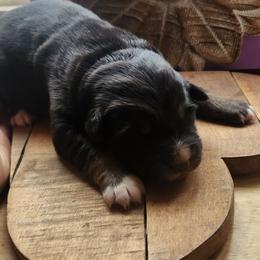 Stellar - Black tri-color female Australian Shepherd puppy in Cable, Ohio from Resolute Aussies