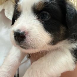 Layla - Black tri female Toy Australian Shepherd puppy in Brentwood, California from Itty Bitty Aussies
