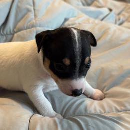 Sake - White black and tan female Toy Fox Terrier puppy in Briggs, Texas from TAC Team Kennels