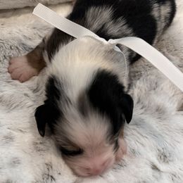 Miniature Australian Shepherd Puppies from Elsa’s lil Wiggle Butts