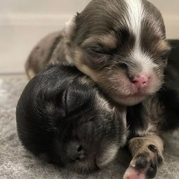 Chihuahuas from Zobelchi