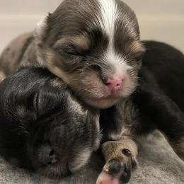 Chihuahuas from Zobelchi