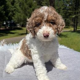 Hazel Light pink collar - Red merle female Aussiedoodle puppy in Clarkston, Washington from Doodle & Poodle Palace
