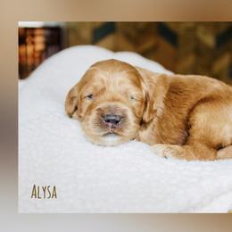 Alysa - Red female Cockapoo puppy in Perrysburg, Ohio from Lulu's Cockapoos