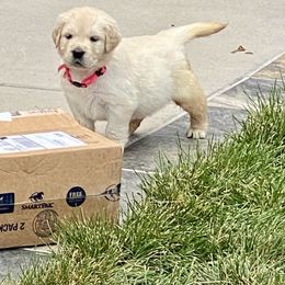 Golden Retriever and Jack Russell Terrier Puppies from Shelby Burleson's Golden Retrievers and Jack Russell Terriers