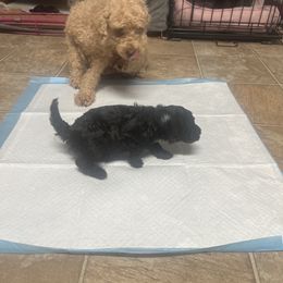 Poodle Puppies from Toy Poodle Kingdom