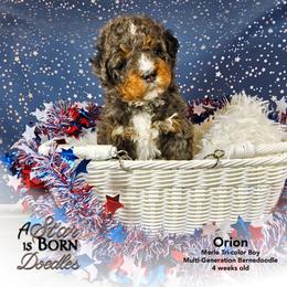 Orion - Orange Collar - Blue merle male Bernedoodle puppy in Jackson, Michigan from A Star is Born Doodles