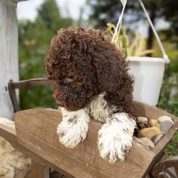 Wilbur - Brown male Lagotto Romagnolo puppy in North Barrington, Illinois from Lagotto Illinois