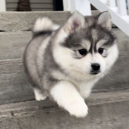 Pomsky Puppies from PomskyParadise