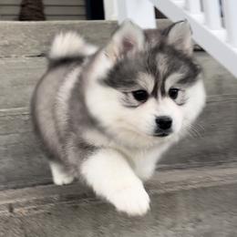 Pomsky Puppies from PomskyParadise