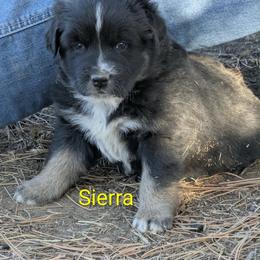 Sierra - Black tri-color female Australian Shepherd puppy in Parker, Colorado from Legacy Ranch Australian Shepherds
