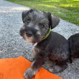 Pluto - Salt and pepper male Miniature Schnauzer puppy in Anthony, Florida from Amanda Tragash