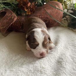Blaze - Red & white male Miniature Australian Shepherd puppy in Oroville, Washington from High Mountain Aussies