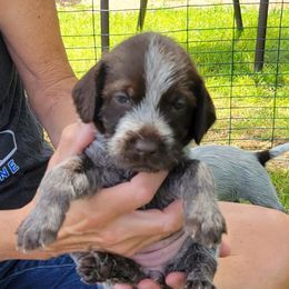 Murphy - Wirehaired Pointing Griffon puppy in Glendale, Arizona from Agassiz Griffons Glendale AZ